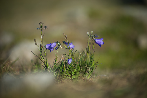 Group of purple campanula in a meadow