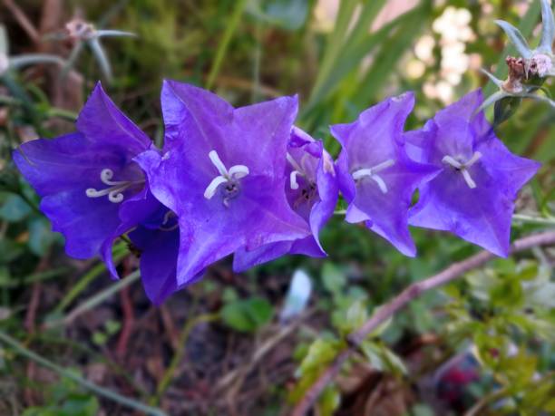 Close-up view of horizontal chain of beautiful purple or violet summer flowers. Elegant wallpaper for positive emotions tallo con varias flores púrpuras increíbles de campana azul (campanula rotundifolia o campanula petiolate, harebell común, blawort, campanas de brezo, zapato cuckoo, belote olympia) inclinada horizontalmente con flores de color azul brillante.