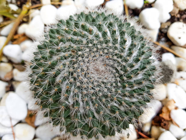 istock Spiral of the cactus 1263220830