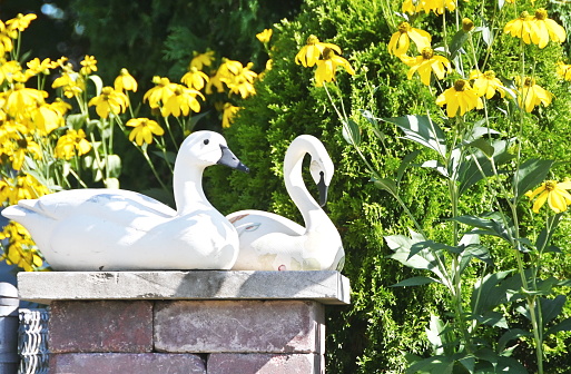 Statue of two white swans by yellow flowers.