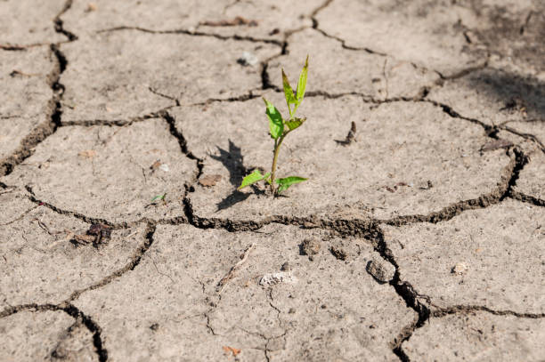 istock A green sprout breaks through the dried, cracked earth. 1263224692