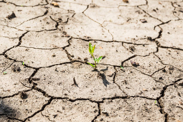 istock A green sprout breaks through the dried, cracked earth. 1263225384