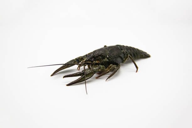 istock A fresh crayfish or lobster from the river on a white background. 1263226087