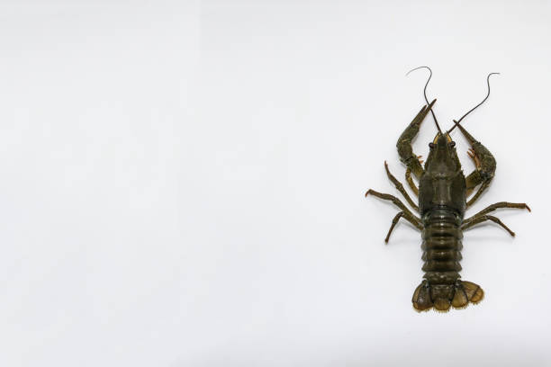 A fresh crayfish or lobster from the river on a white background.