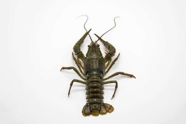 istock A fresh crayfish or lobster from the river on a white background. 1263226110