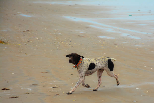 istock Bird dog wearing a shock collar runs along the beach 1263226944
