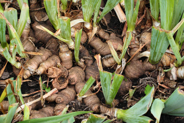 Roots and tubers of iris flowers in a garden stock photo