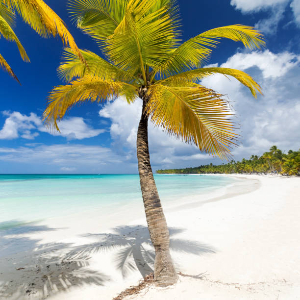 istock White sandy beach with sea and palms 1263227958