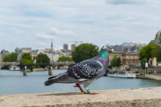 Photo of Pigeon in Front of Seine Paris