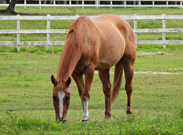 istock Horse (Equus ferus caballus) grazing in a field 1263230837