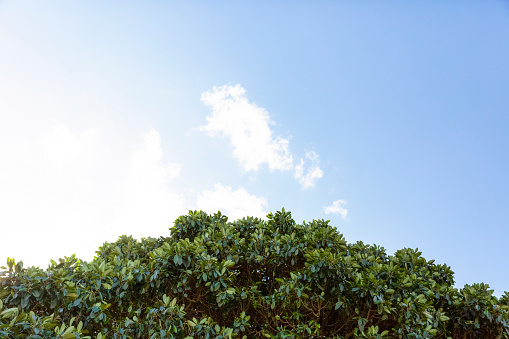 Fig tree against sky, beautiful nature background with copy space, full frame horizontal composition