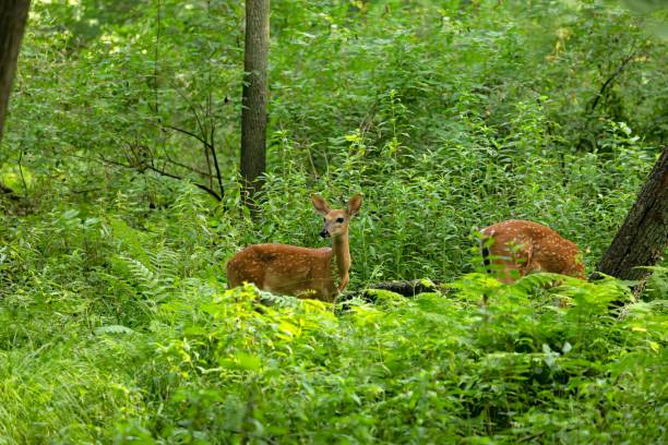 istock Young white tailed deer, fawn in the summer forest 1263234030