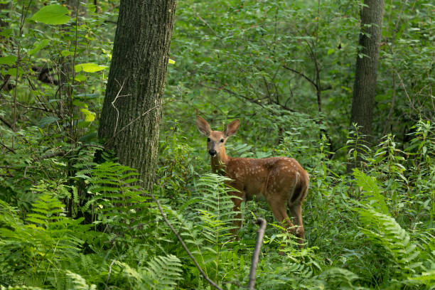 A young white-tailed deer fawn in the woods on a summer day.