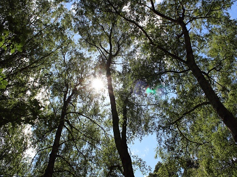 An artistic view of the trees in Thetford Forest.