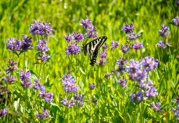 Pale Swallowtail Butterfly in a high alpine meadow blooming with Meadow Penstemon near the Lake Tahoe area, Western Sierra Nevada. Soda Springs, California.