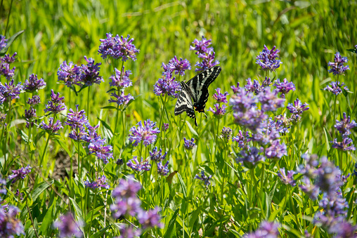 Pale Swallowtail Butterfly in a high alpine meadow with Meadow Penstemon in bloom near the Lake Tahoe area, Western Sierra Nevada. Soda Springs, California.