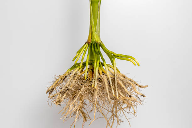 白い背景に分離トウモロコシ植物のコーンストークルートシステムのクローズアップ。アグリサイエンス、農学、gmo、バイオテクノロジーの概念 - corn crop corn genetic modification crop ストックフォトと画像