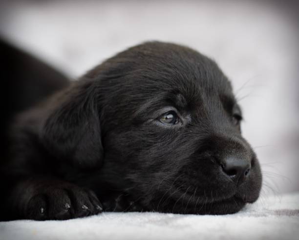 istock LABRADOR RETRIEVER PUPPIES 1263246566