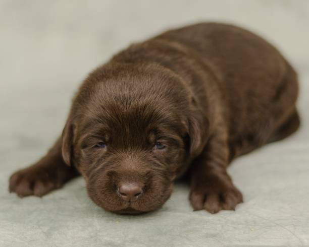 istock LABRADOR RETRIEVER PUPPIES 1263246569