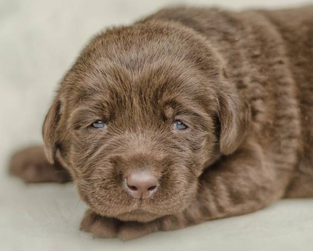 istock LABRADOR RETRIEVER PUPPIES 1263246573