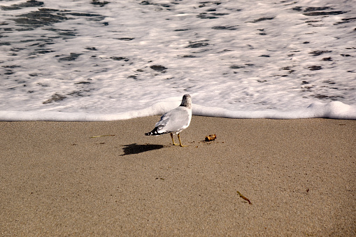 Single seagull standing at the waters edge on sandy beach in Florida