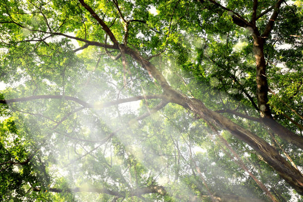 close up evergreen tropical tree with large branches and sunbeam in public park of Florida