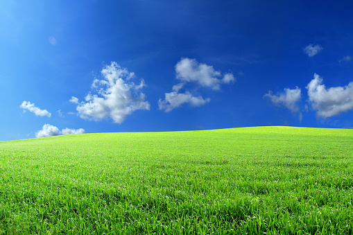 Landscape image of empty green field and clear blue sky.