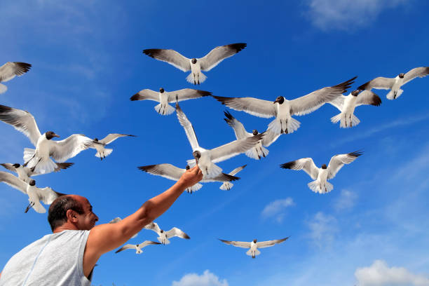 istock feeding flock of seagulls over sunny blue sky 1263248856
