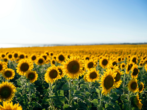 Sunflower, Agricultural Field, Backgrounds, Landscape - Scenery