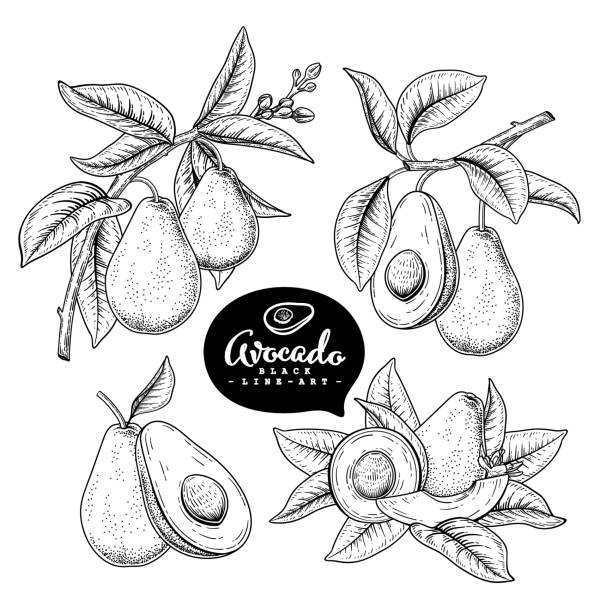 Vector Sketch avocado decorative set. Hand Drawn Botanical Illustrations. Black and white with line art isolated on white backgrounds. Fruits drawings. Retro style elements. Vector Sketch avocado decorative set. Hand Drawn Botanical Illustrations. Black and white with line art isolated on white backgrounds. Fruits drawings. Retro style elements. avocado stock illustrations