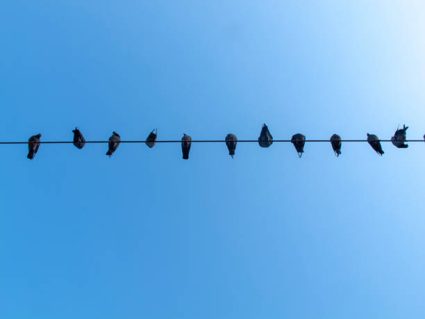 istock birds on the wire blue backgrounds 1263252846