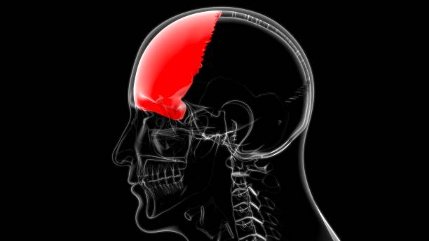 istock Human Skeleton Skull Frontal Bone Anatomy For Medical Concept 1263255688