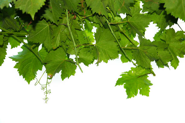 istock green vine leaves against white background 1263256696