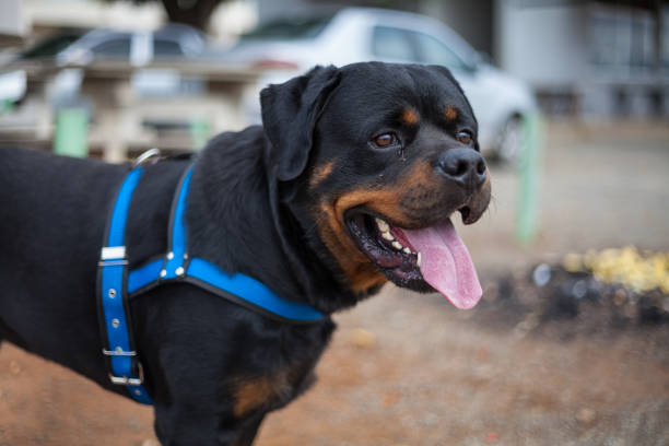 istock puppy of the rottweiler breed on a day outing 1263257849