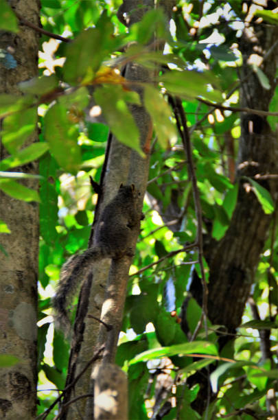 istock A Sciurus aestuans climbing by the trunk of the tree 1263258576