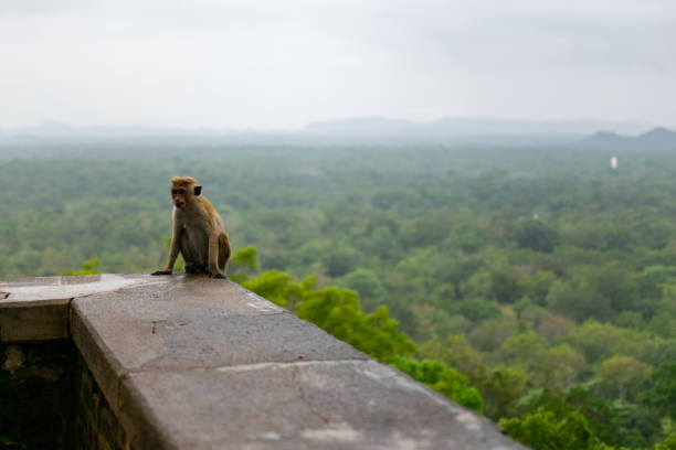 istock Macaca sinica at Sigiriya Rock. 1263260500