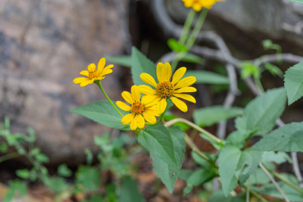 istock Yellow flowers blooming outdoors，Melampodium divaricatum (Pers) DC. 1263260736