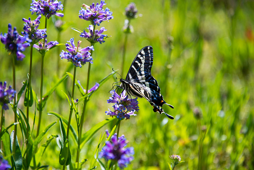 Pale Swallowtail Butterfly in a high alpine meadow with Meadow Penstemon in bloom near the Lake Tahoe area, Western Sierra Nevada. Soda Springs, California.