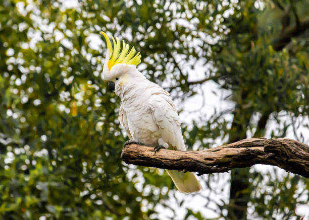 A Sulpur Crested Cockatoo A Sulphur crested cockatoo sitting in a tree showing of its plumage and playing sulphur crested cockatoo photos stock pictures, royalty-free photos & images