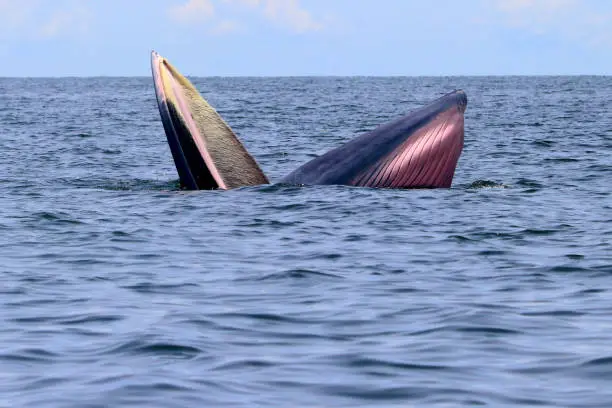 Bryde's whale or Eden's whale in gulf of Thailand