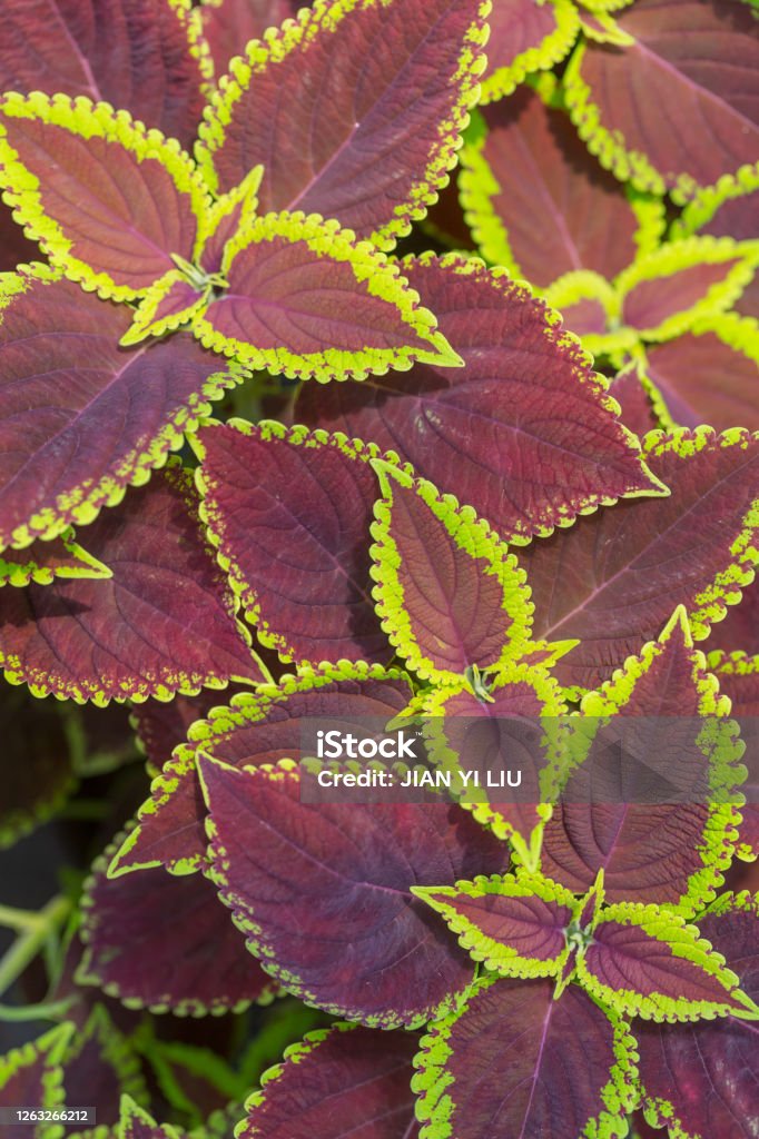 Leaf coleus with yellow sides，Plectranthus scutellarioides (L.) R.Br. line, fresh, growth, abstract, outdoor garden trees, trees, red leaf s, beautiful gardens, yellow, structure, painted, decorative, ornamental, brown, blooming, close-up, bloom, closeup, garden, plant, flower, leaf, background, nature, natural, green, beautiful, close, up, red, color, summer, flora, colorful, wall, autumn, leafs, foliage, wallpaper, park, season, design, fall, pattern, bright, botany, fireball, reddish Abstract Stock Photo