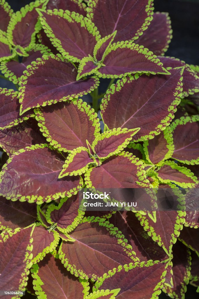 Leaf coleus with yellow sides，Plectranthus scutellarioides (L.) R.Br. line, fresh, growth, abstract, outdoor garden trees, trees, red leaf s, beautiful gardens, yellow, structure, painted, decorative, ornamental, brown, blooming, close-up, bloom, closeup, garden, plant, flower, leaf, background, nature, natural, green, beautiful, close, up, red, color, summer, flora, colorful, wall, autumn, leafs, foliage, wallpaper, park, season, design, fall, pattern, bright, botany, fireball, reddish Tree Stock Photo