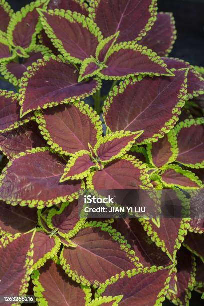 Leaf Coleus With Yellow Sidesplectranthus Scutellarioides Rbr Stock Photo - Download Image Now