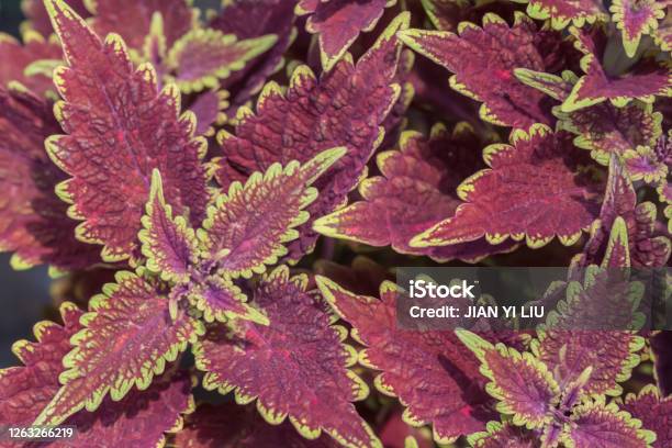 Leaf Coleus With Yellow Sidesplectranthus Scutellarioides Rbr Stock Photo - Download Image Now