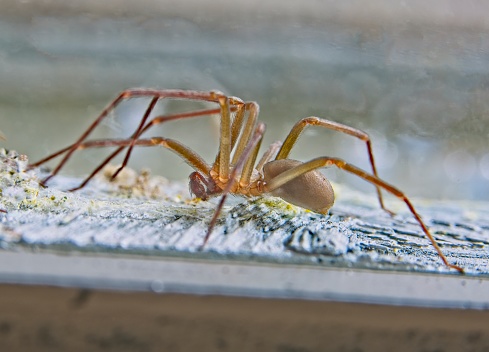 Closeup of a large Brown recluse spider, missing two legs.