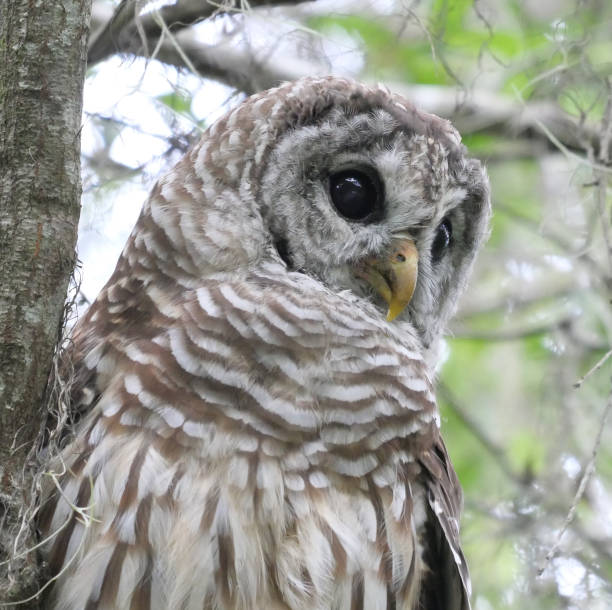 istock Young male barred owl 1263266885