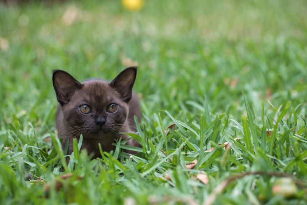 Pet brown Burmese kitten at 3 months of age crouching in the grass