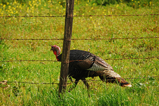 Wild turkey walking along wire fence and grassy area along the central coast of California