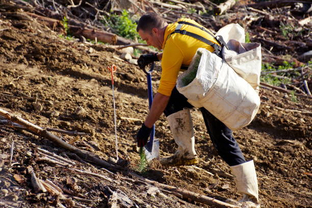 A Day in the Life of a Tree Planter. A Tree Planter on the deforested slopes planting Pine Seedlings. The importance of Forests cannot be underestimated. We depend on forests for our survival, from the air we breathe to the wood we use. In New Zealand, Forestry is the third largest export earner behind dairy and meat. New Zealand Forest Industry is based on sustainable plantations of predominantly Pinus radiata. Unpastural land on Farms is being encouraged to plant Pine Forests as a way to offset New Zealand's carbon emissions.