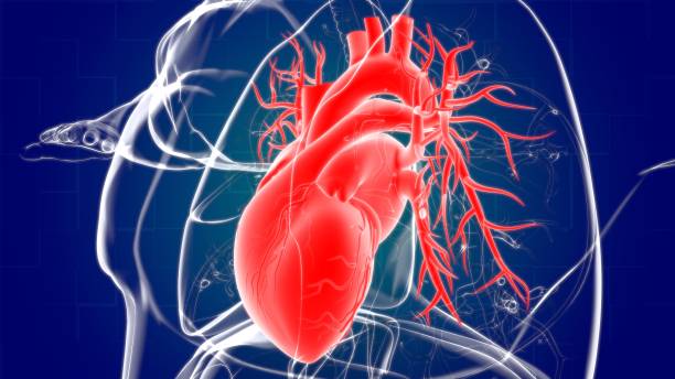 istock Lungs Human Respiratory System Anatomy For Medical Concept 3D Rendering 1263275534
